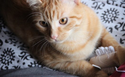 宠物猫摄影图片