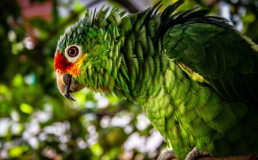 墨绿色鹦鹉图片
