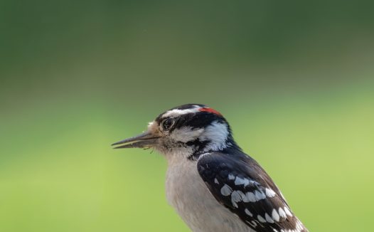 野生小型啄木鸟图片
