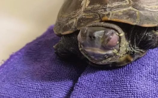 乌龟白眼了怎么办?教你轻松处理