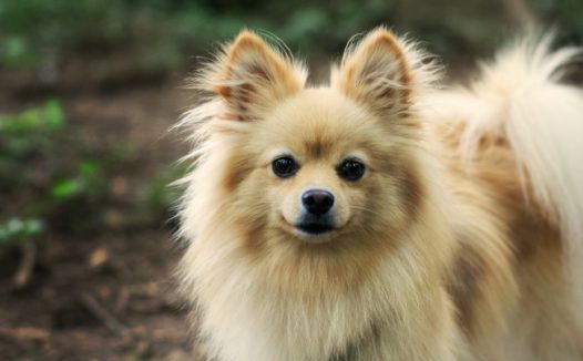 博美犬宠物图片