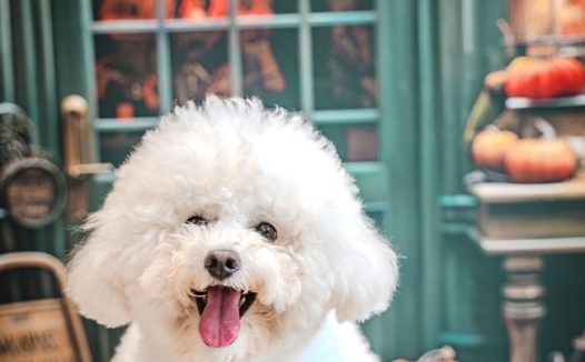 可爱比熊犬万圣节主题写真图片