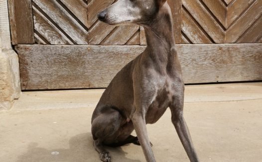 意大利灰狗图片