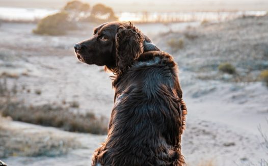 黑色流浪狗狗图片