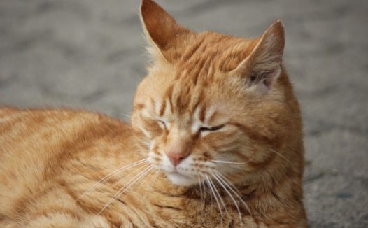 中国狸花猫图片