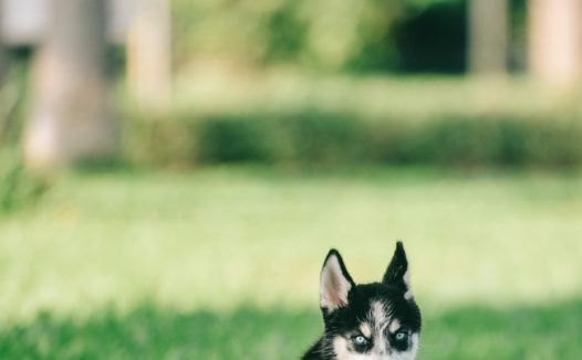 绿色草地宠物犬狗狗图片