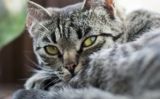 高清宠物猫素材图片