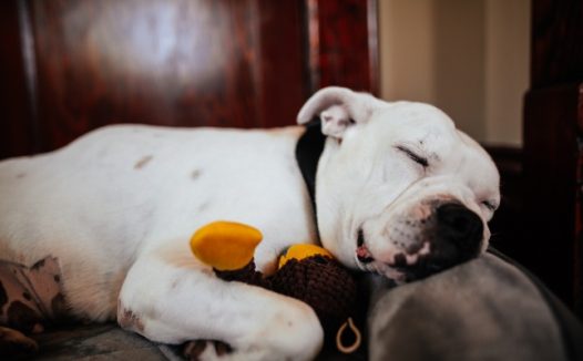 斗牛犬睡觉图片