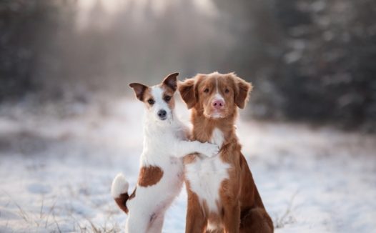 雪地里两只相亲相爱的狗狗图片