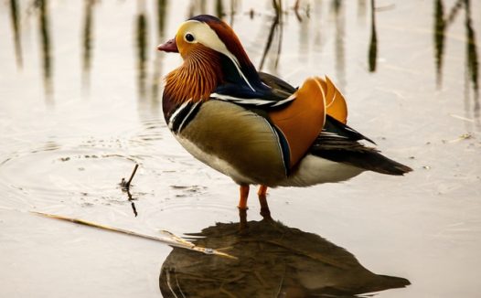 湿地栖息的鸳鸯图片