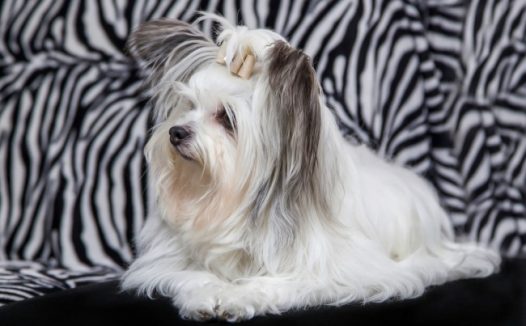 毛绒约克夏犬图片