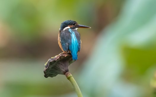 站在莲蓬上的蓝色翠鸟图片