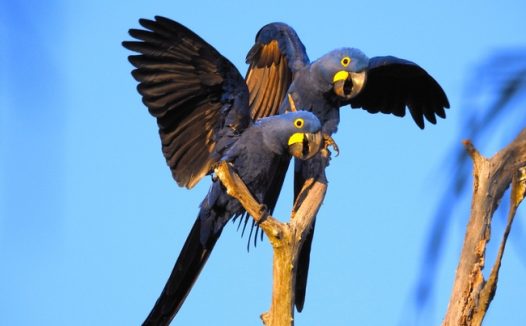 风信子金刚鹦鹉图片