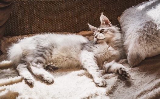 懒洋洋的小猫咪图片