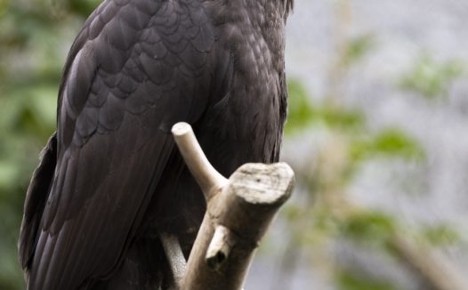 站在树杈的黑色猛禽摄影图片