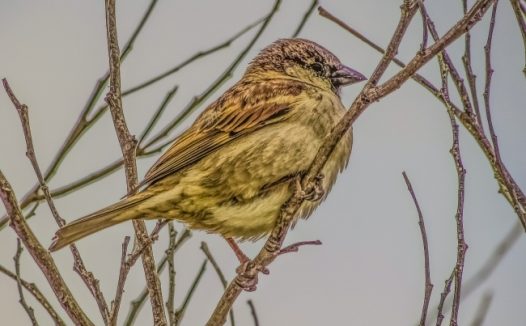 树枝上的喜鹊图片