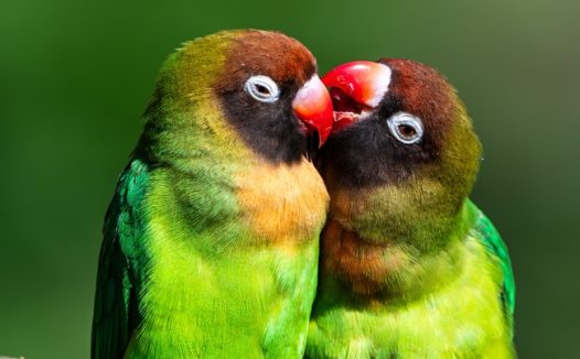 站在枝头的绿色长尾小鹦鹉图片