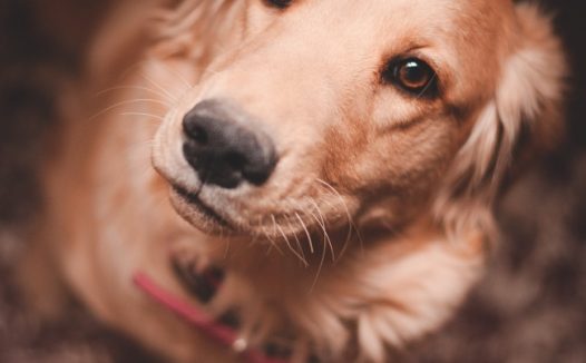 美系母金毛犬图片欣赏