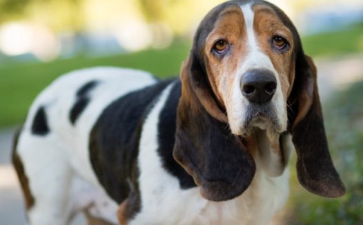巴塞特猎犬图片