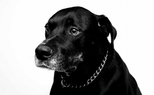 黑色狗狗肖像图片