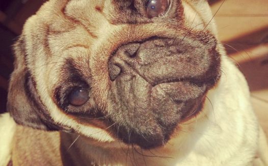 可爱巴哥犬狗狗图片