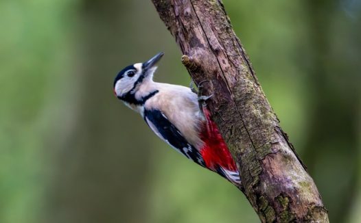 树枝上捉虫子的大斑啄木鸟图片