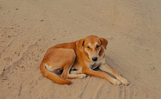 蹲坐在海边沙滩上的流浪狗狗图片