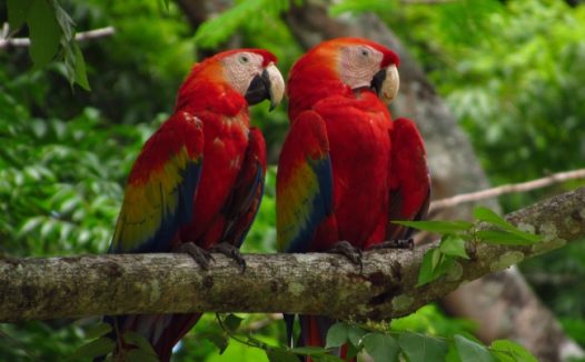 两只红色鹦鹉图片