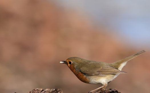 停落下来的野生知更鸟图片