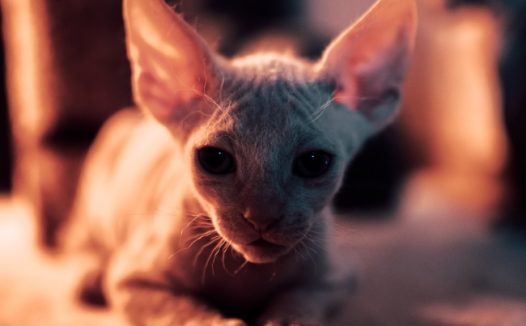 可爱无毛猫图片