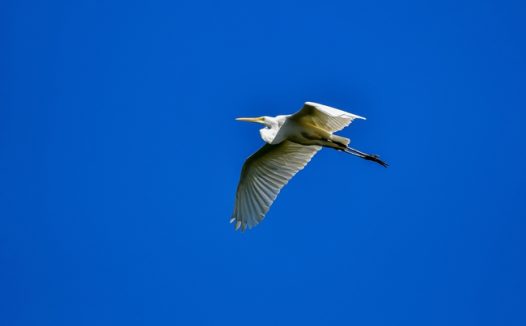 苍鹭高空飞行图片