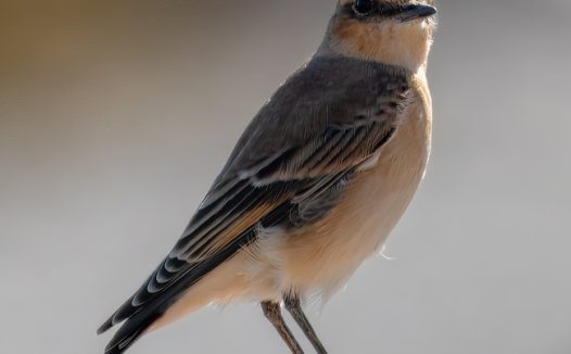 野生麻雀飞禽摄影图片