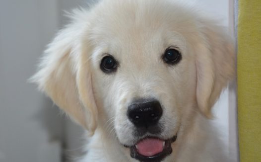 可爱白色金毛狗狗图片