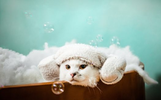 呆萌可爱白色小萌猫写真摄影图片