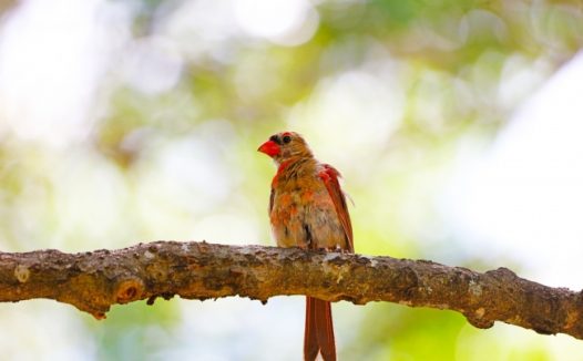 树枝红衣鹦鹉图片