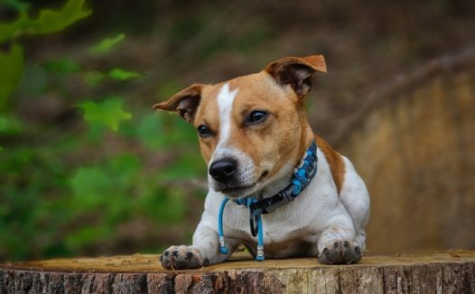 杰克罗素梗犬图片