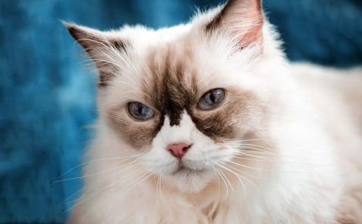 可爱宠物波斯猫摄影图片