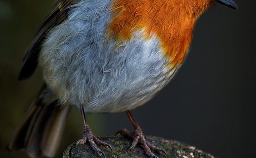 野生知更鸟飞禽摄影图片