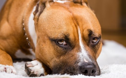 美国比特犬图片