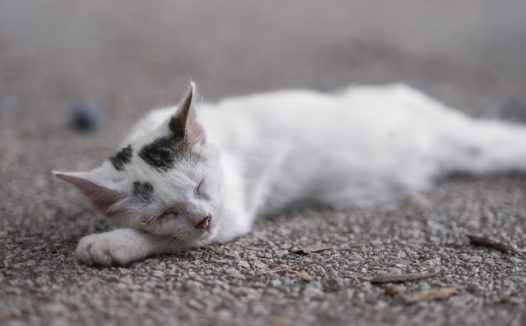 躺在地上闭着眼睛睡觉的小猫图片