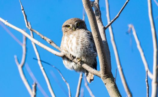 蓝天树枝站立着的猫头鹰图片