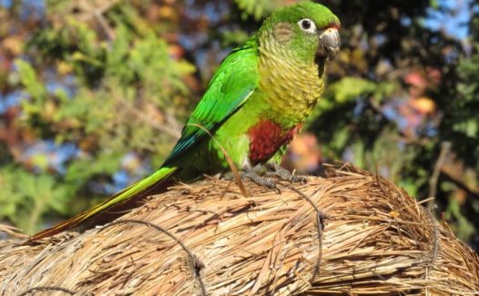 长尾鹦鹉图片