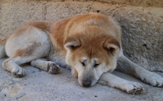 秋田狗睡觉图片