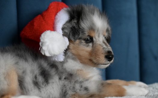 戴着圣诞帽的牧羊犬摄影图片