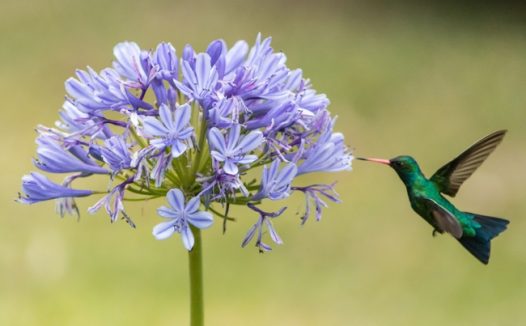 微距紫色花朵蜂鸟图片