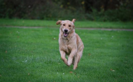 绿色草地自由奔跑的金毛猎犬图片