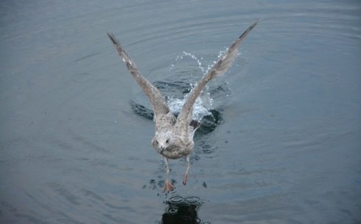 水面上展翅的海鸥图片