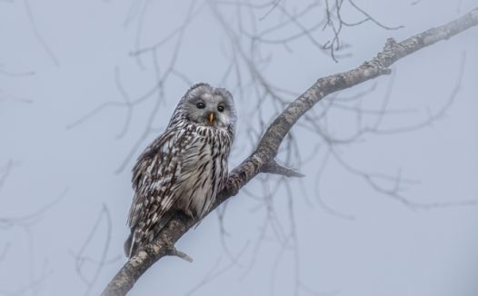 野生短耳鸮图片