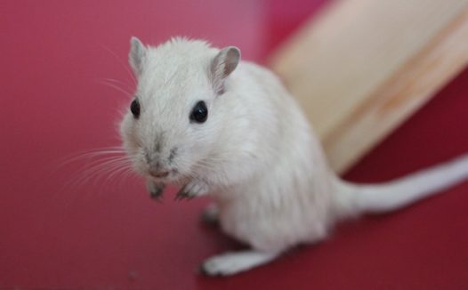 白色小老鼠图片