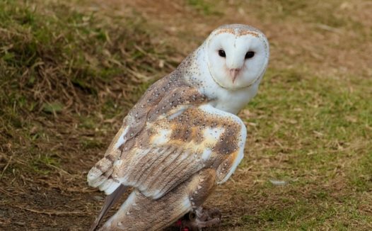 谷仓猫头鹰摄影图片